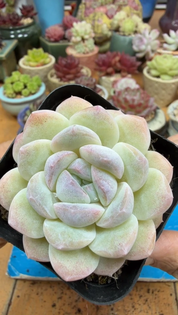 东云多肉园二店-564