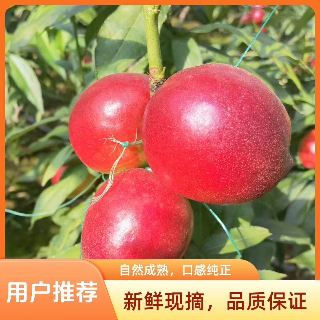 【黄心红油桃】现摘现发脆甜多汁3-5斤北京市当季新鲜水果桃子北京市