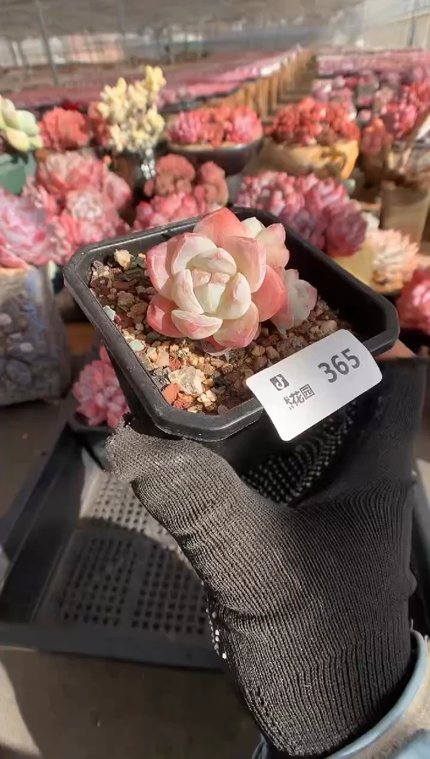 365冰玉一物一拍888