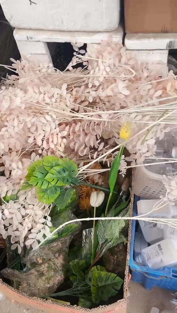 绿植3个装 啦啦啦