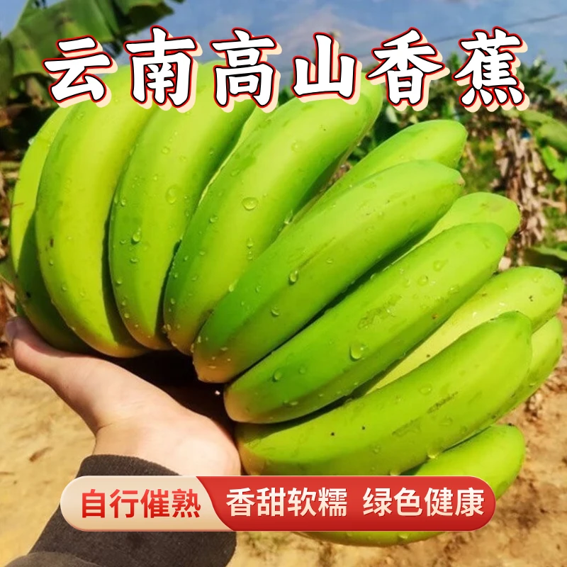 【产地直销】正宗云南高山香蕉新鲜现摘自然熟原生态树上包邮