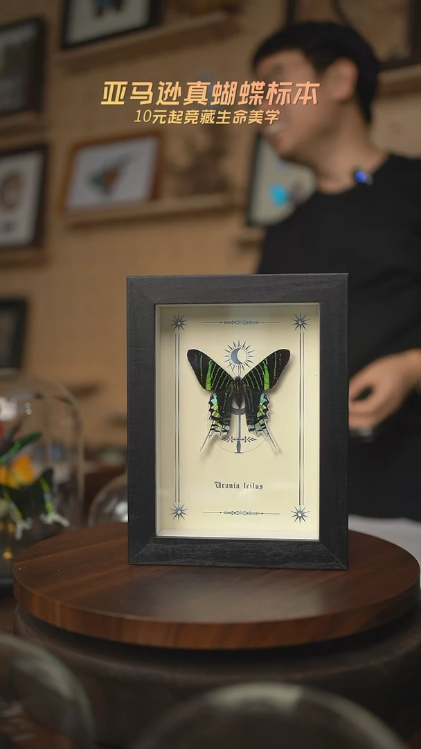 有机玻璃月亮蛾图腾款七寸竖框