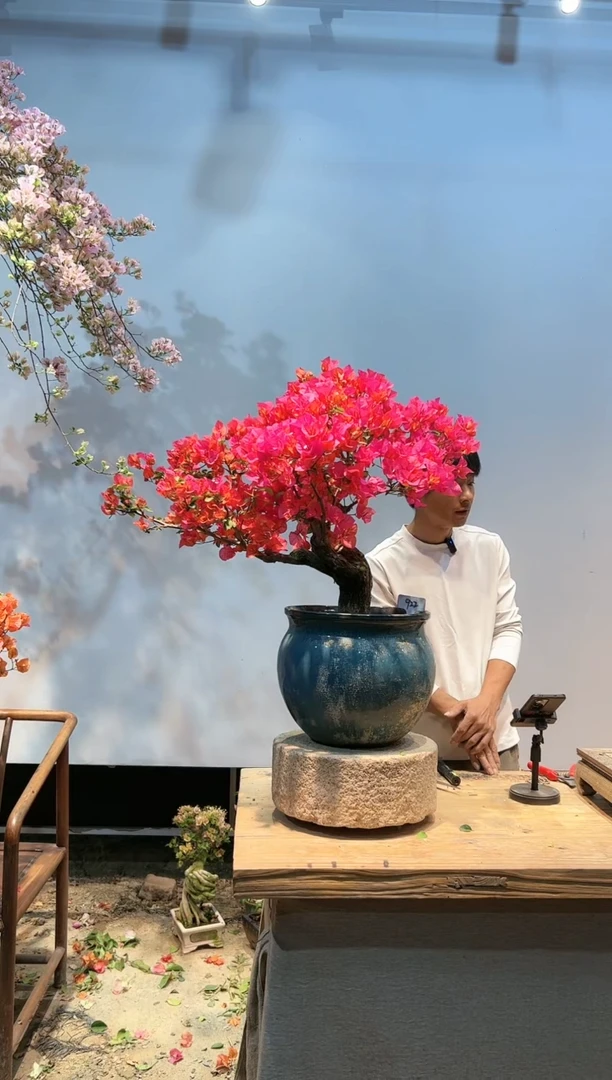 三角梅专场一物一拍922