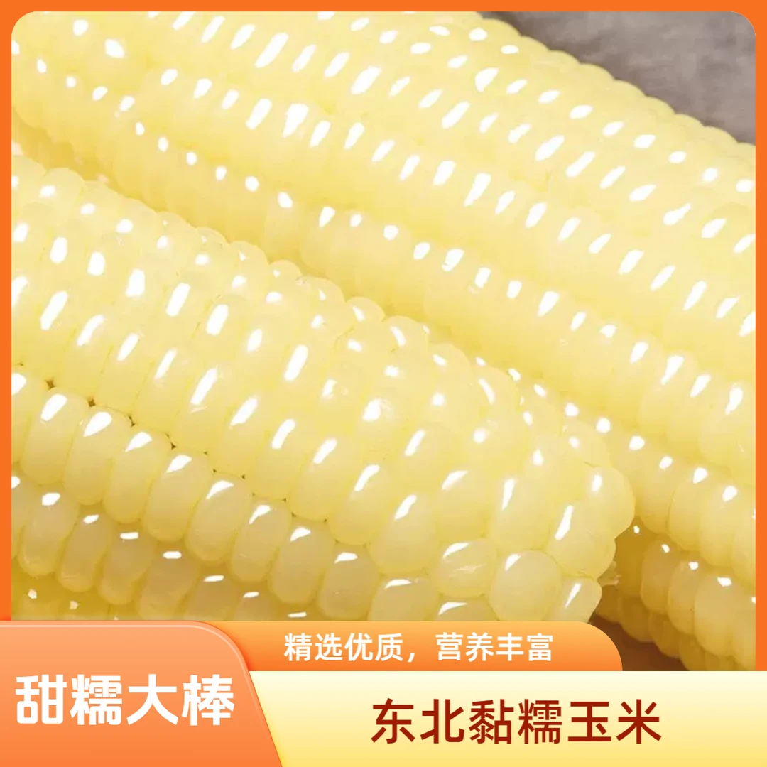 东北特产优质鲜白糯玉米 黄金产区无添加真空袋装粗粮玉米