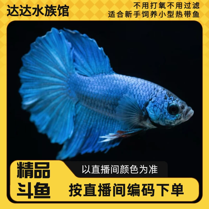 泰国精品斗鱼达达水族直播选号361-420号观赏鱼半月狮王将军马尾