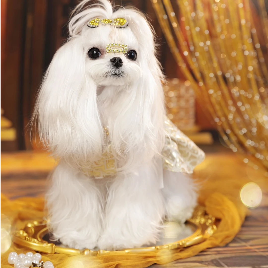 【阿方家的马尔济斯B】宠物活体萌犬狗小狗