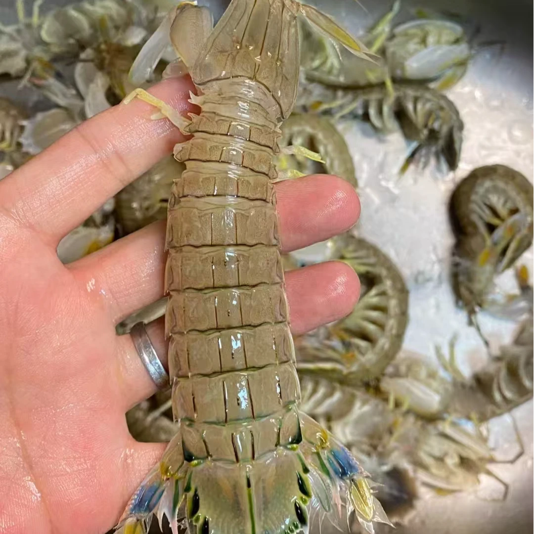 【鲜活】中大号皮皮虾250/500g〔在途过程中可能会出现缺氧情况，介意勿拍〕