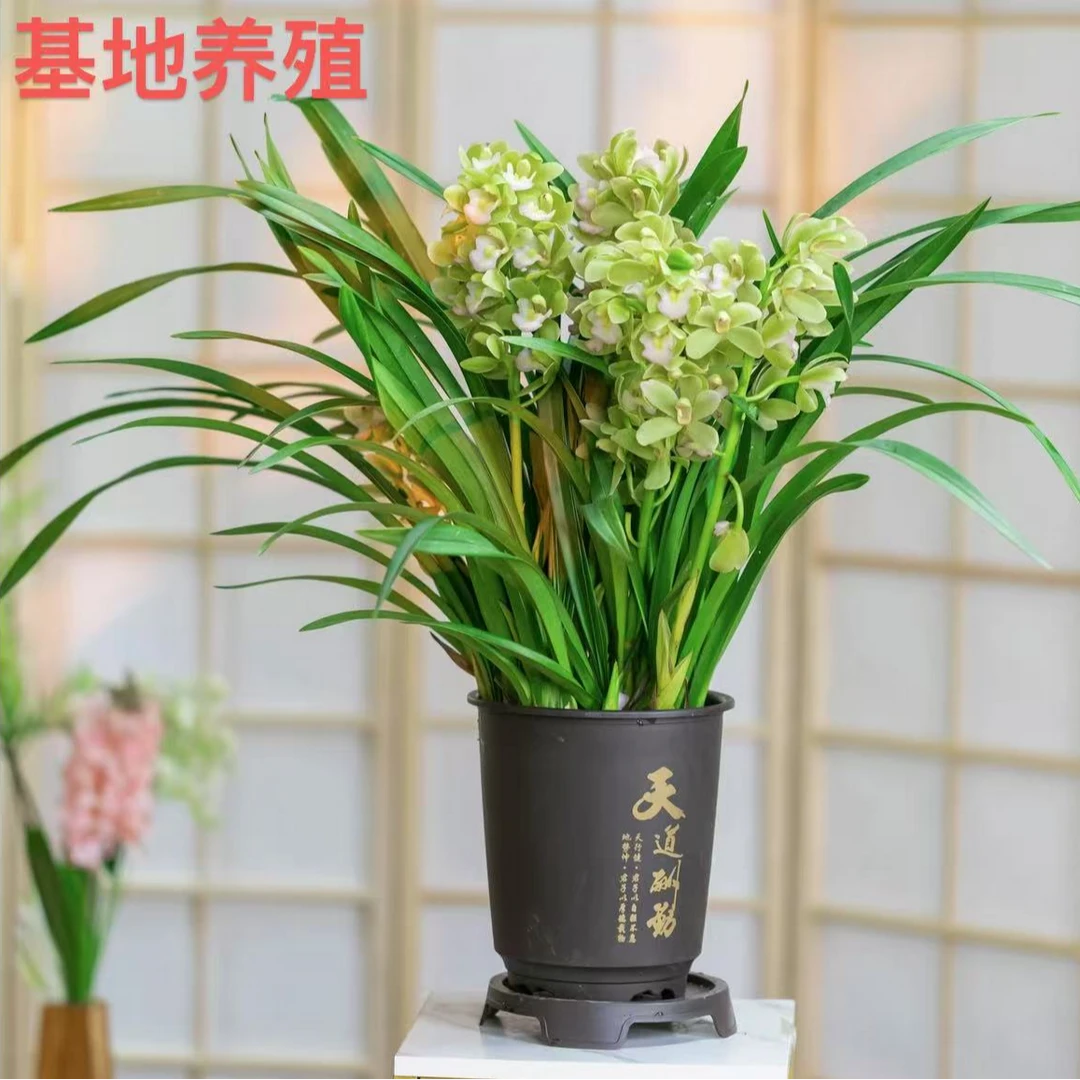 美好生活【兰花香水香兰】3-4花 年宵花浓香长花期耐寒室内室外好养