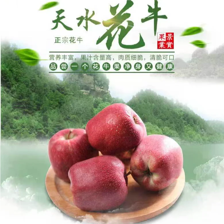 甘肃天水花牛苹果新鲜水果脆甜粉面蛇果应季现摘带箱5~10斤包邮
