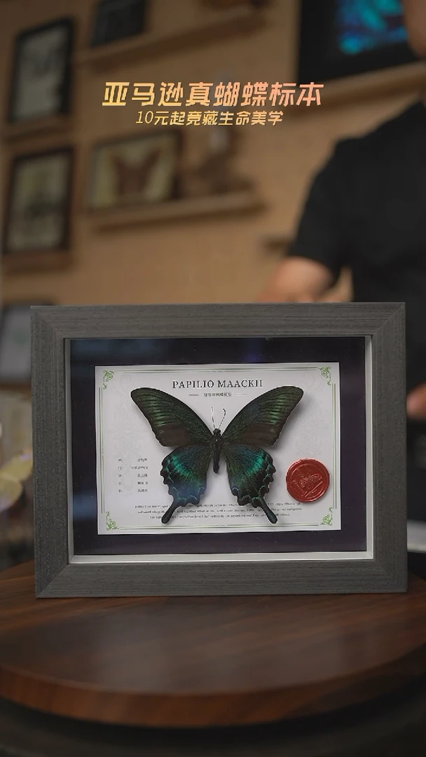 有机玻璃绿带翠凤蝶