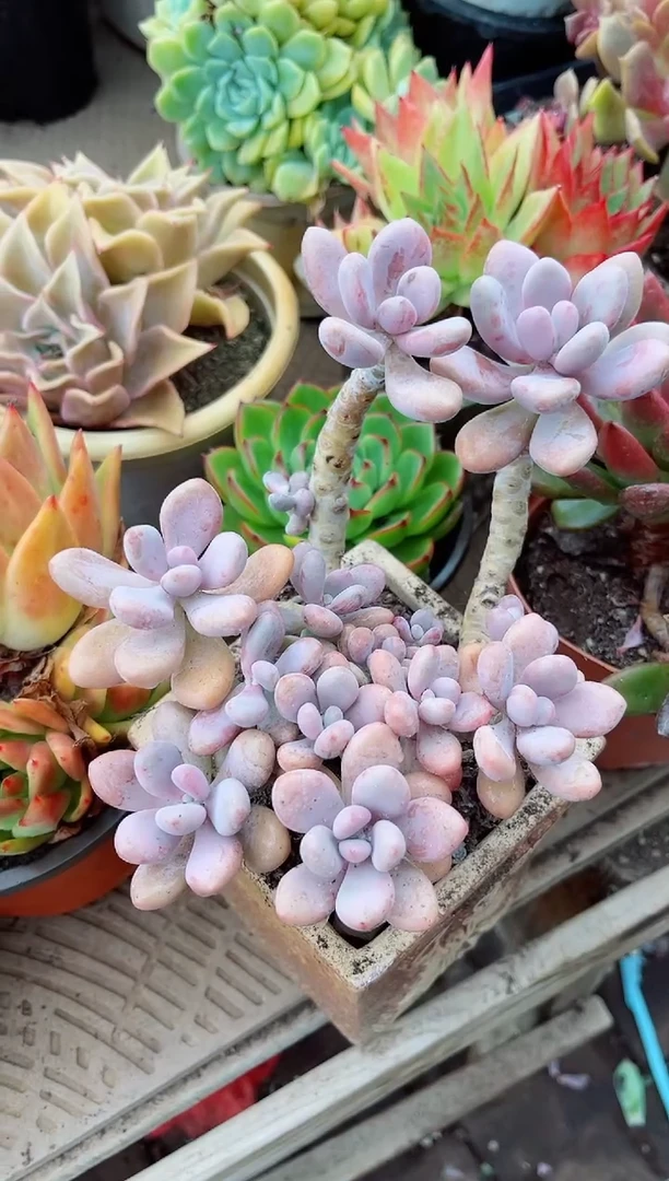 满***?26063多肉植物
