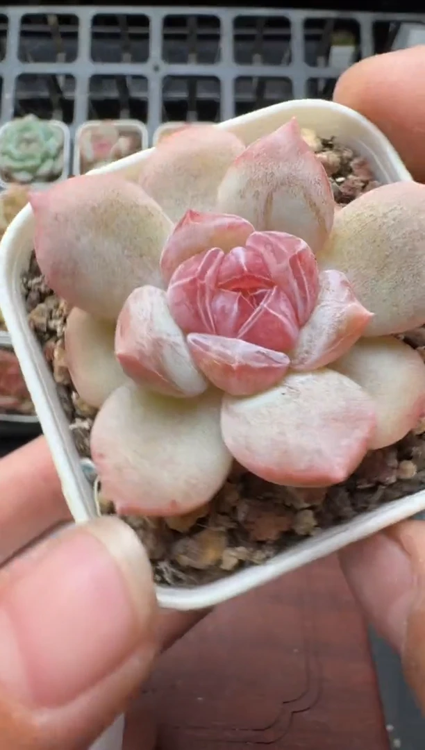 250N带盆土发 当场拍3颗以上包柚 多肉植物 一物一拍