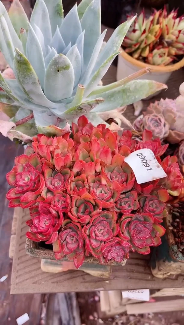 【闪购商品】09091