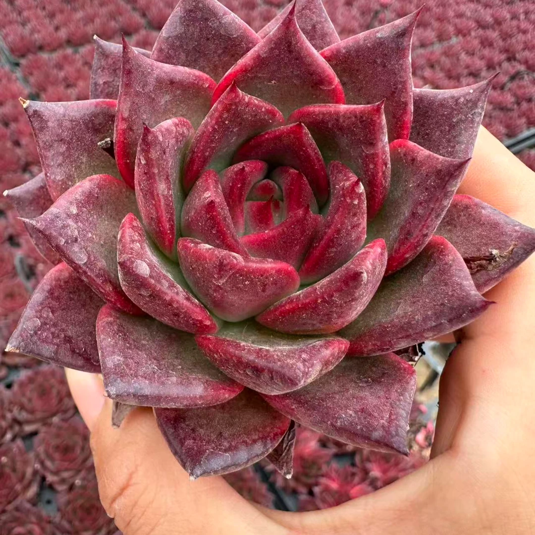 7#火莲多肉植物  前男友精品多肉