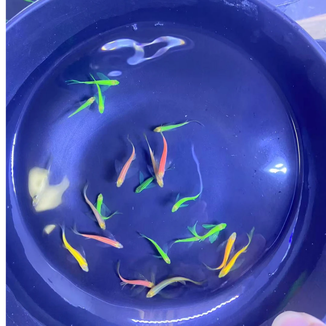 彩色蝶翼斑马鱼苗淡水小型斑马鱼观赏鱼饲养活体