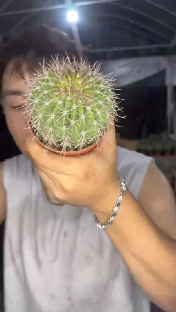 大单头 凤冠【实生根】7-9cm