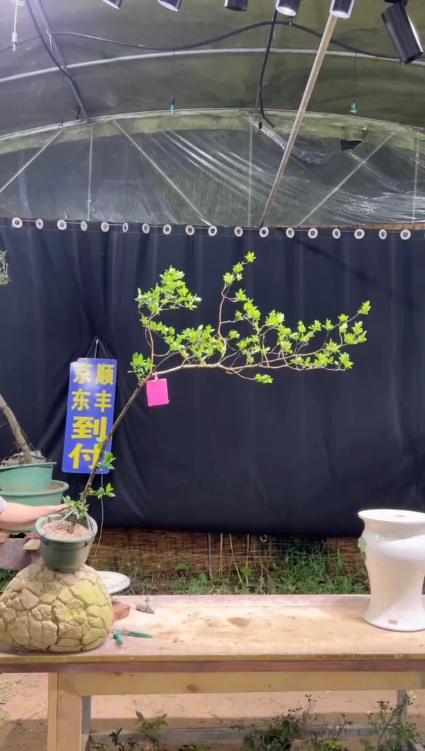 当前无花栽培后可以开花懂****福海岛栀子花