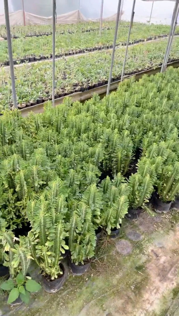 【闪购商品】绿龙骨 高30cm 3头起发