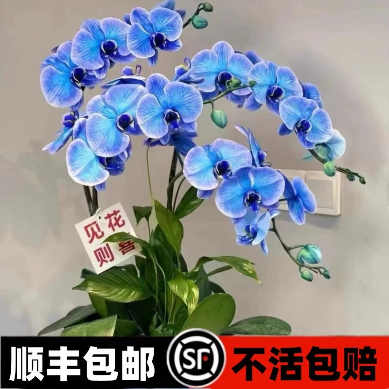 蝴蝶兰盆栽大苗带花剑花苞客厅室内植物易养活美洲豹包成活开花送