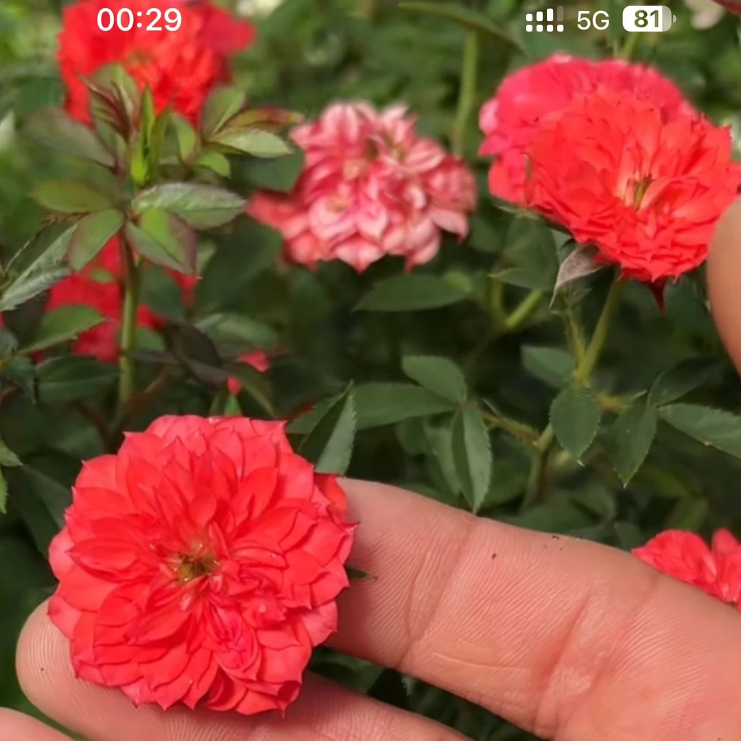 【3棵包邮】摩尔微月季玫瑰花苗多季开阳台盆栽庭院四季开花卉