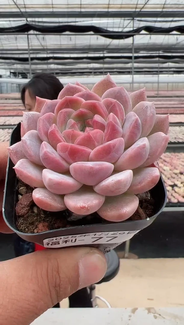 【闪购商品】福利款多肉（红韵）77