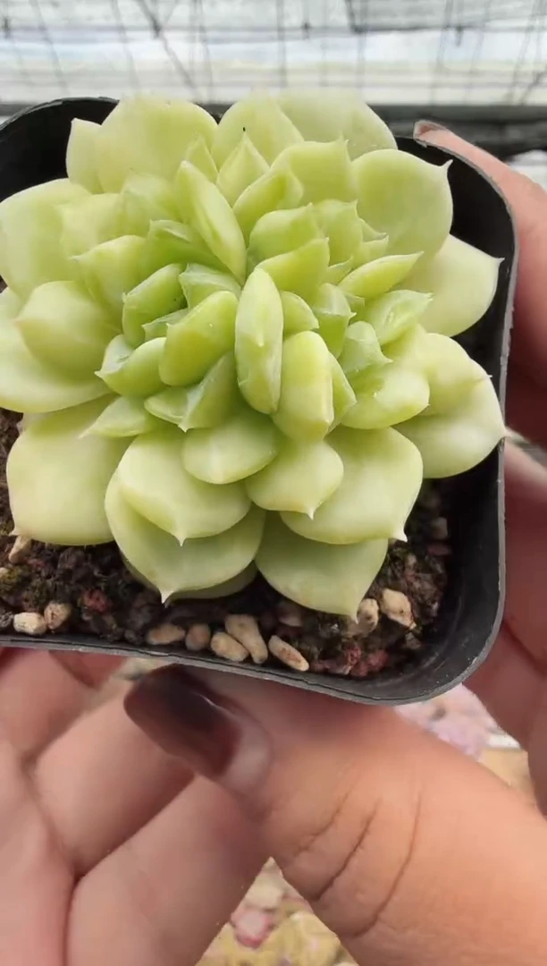 东云多肉园新款-127