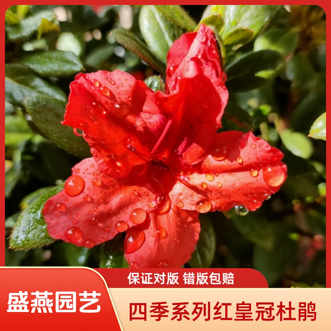 盛燕园艺【红皇冠杜鹃精球】四季常绿好养活花色鲜红