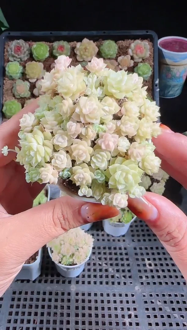 1030-378麦秆群不包整