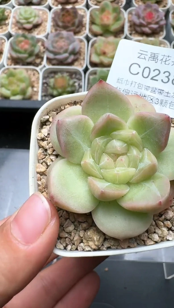 238C云禹多肉植物 带盆土纸巾打包 3颗包邮