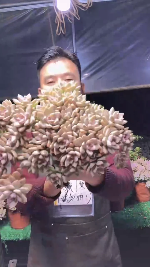 237淡雪缀化一物一拍