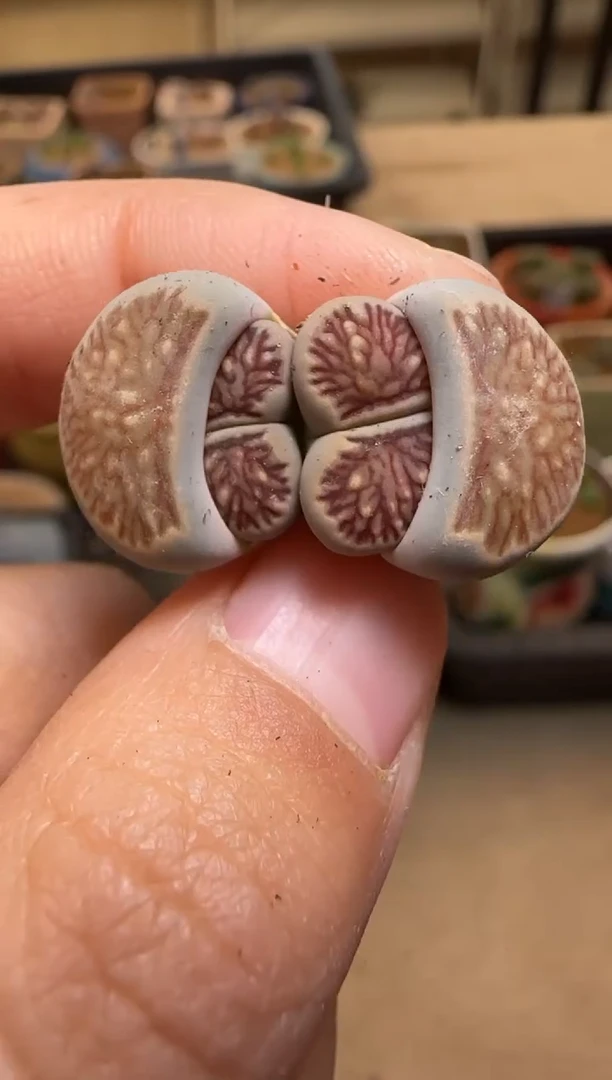 【闪购商品】7---2