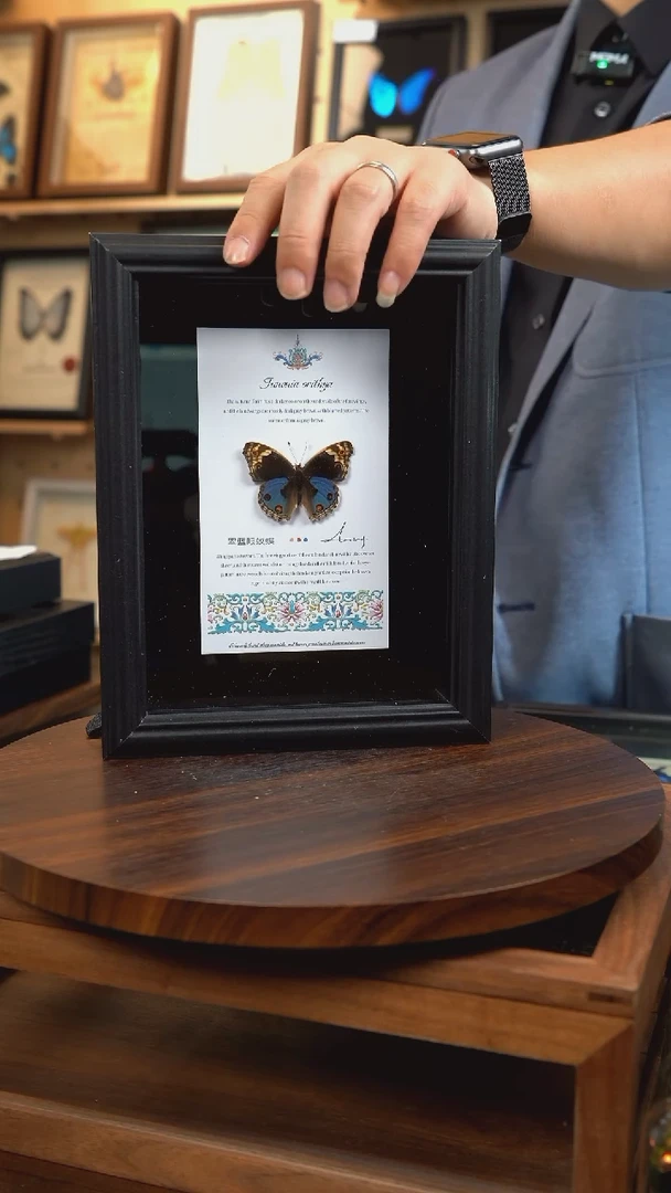 翠蓝眼蛱蝶新版本8寸