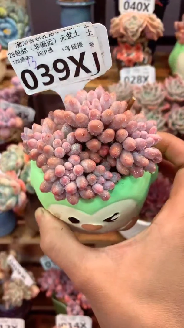 039X（一物一拍，精品多肉，w所见即所得 ）