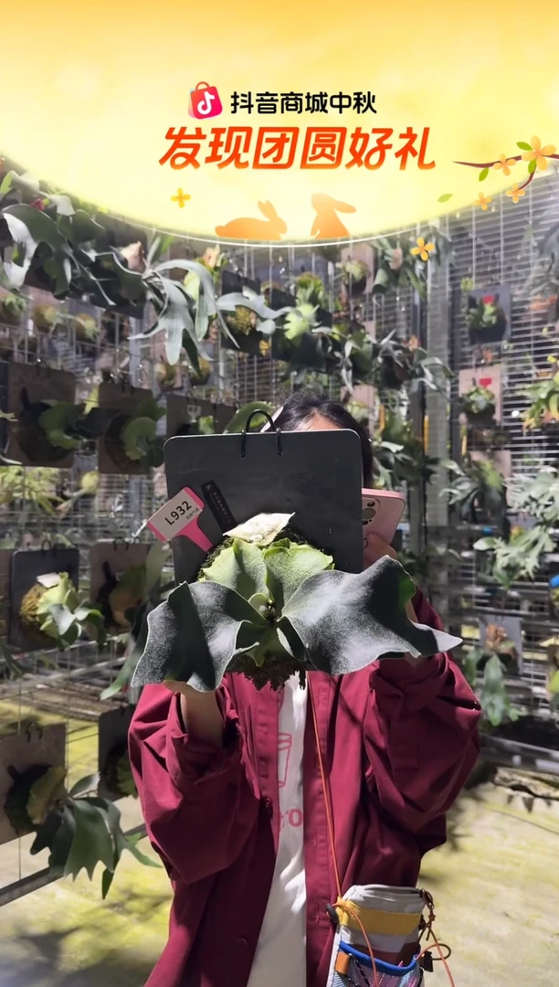 不开花植物L932-银华孢子苗
