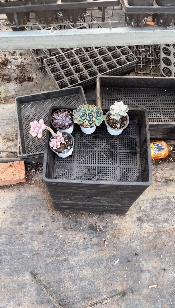 8090精品多肉植物