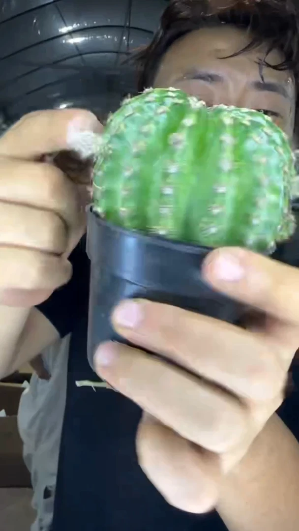 2颗 浓桃筋【带根】6-8cm