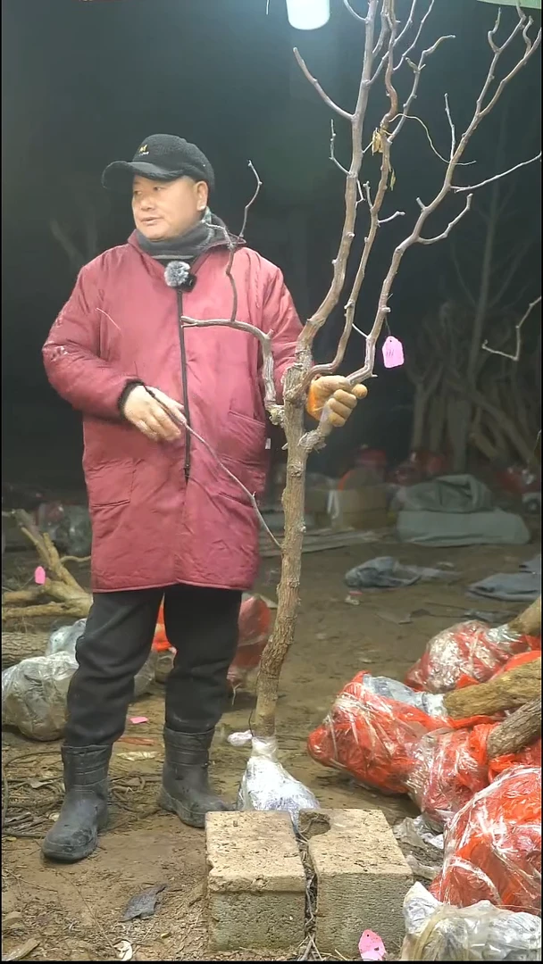 完全开放枣树171