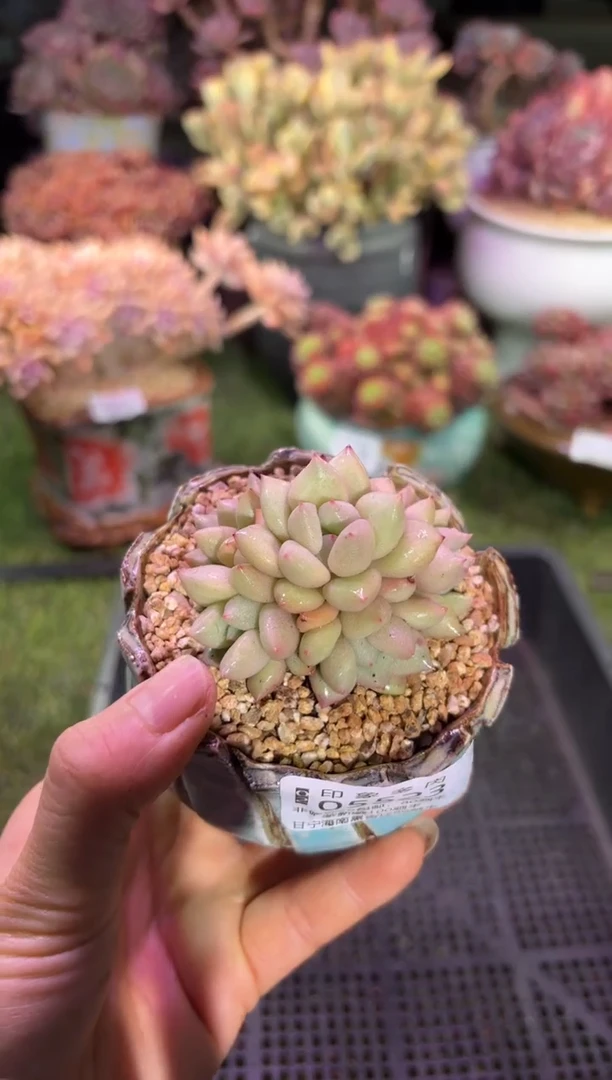 【闪购商品】05523脱土带盆