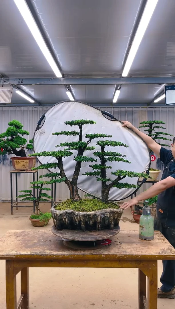 无花朵三**分精品盆景 一物一拍