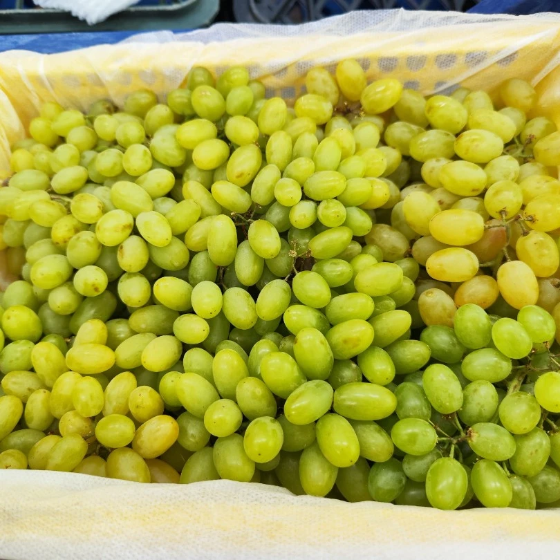 新疆小蜜蜂葡萄29.9一箱约5斤新疆维吾尔自治区