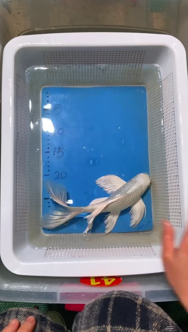 锦鲤锦鲤蝴蝶鲤鱼拍开箱视频包售后