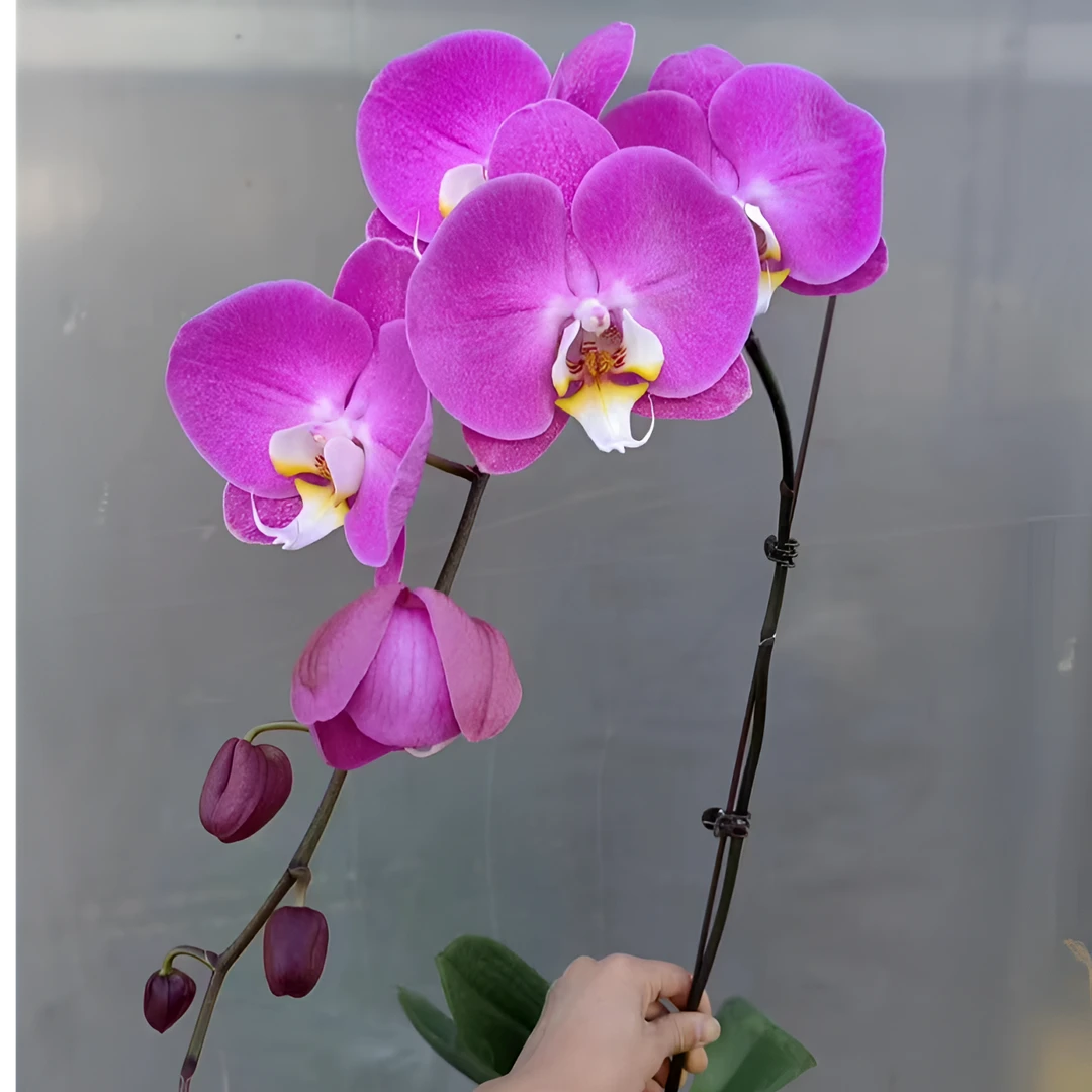 蝴蝶兰 【双花梗 芳美西施】3.0寸 带花剑 客厅室内花卉 好养活