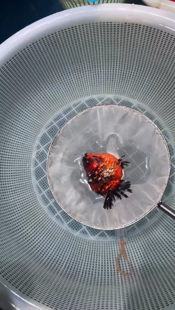 狮头鱼短将军狮一条