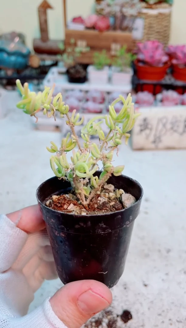 【闪购商品】荧光兔锦枝干