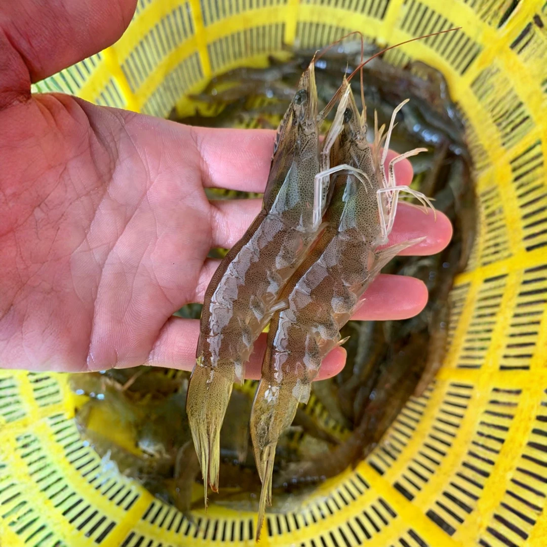 青岛渔码头海捕大虾9只1斤青山渔村码头大号海虾活虾新鲜肥美大个