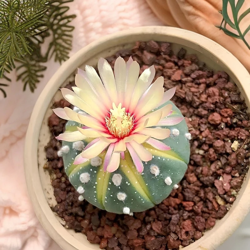 实生黄金兜仙人球西瓜兜开花仙人球兜锦多肉植物阳台易养盆栽花卉