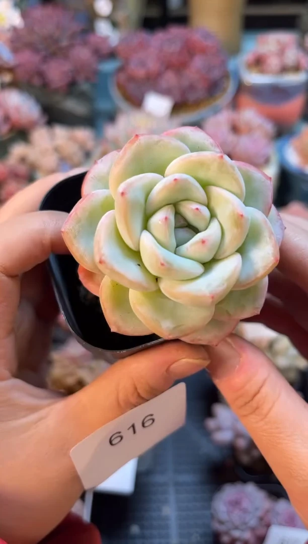 616单头泡芙多肉