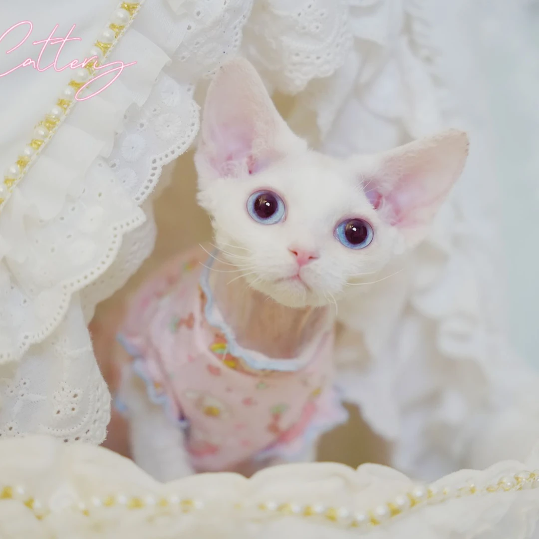 大福家德文卷毛猫宠物猫咪4800区【下单后咨询客服】可爱粘人聪明