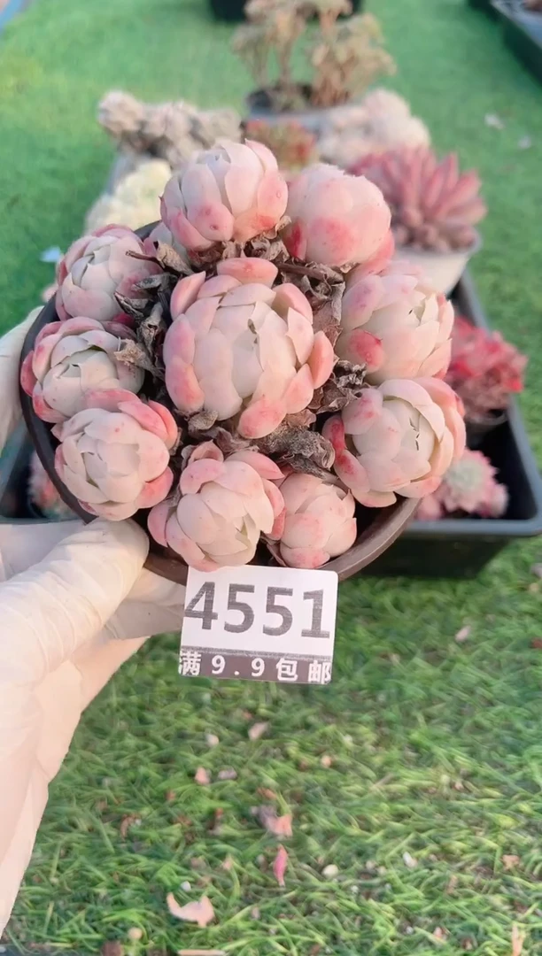 【闪购商品】信福多肉一物一拍