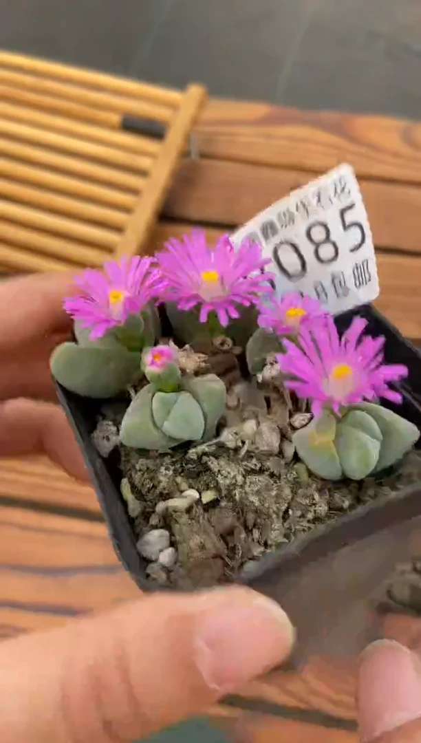 【闪购商品】8085无比玉一盒